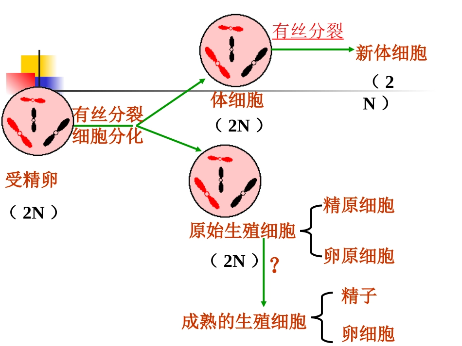 减数分裂与有性生殖细胞的形成(精品课件)_第2页