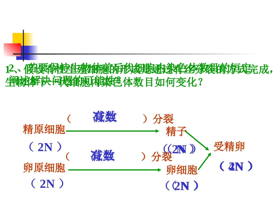 减数分裂与有性生殖细胞的形成(精品课件)_第3页