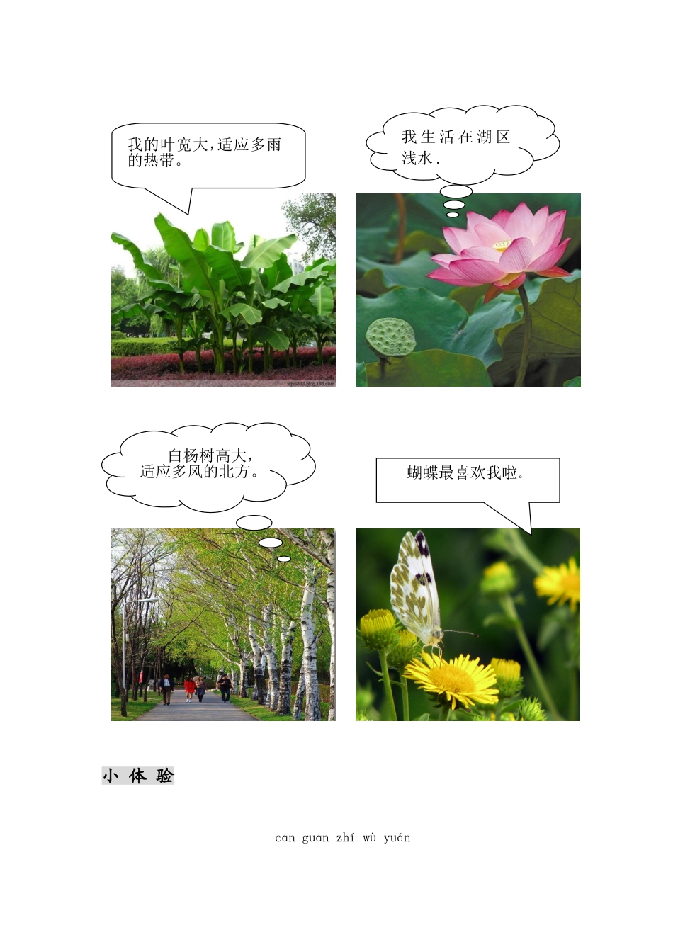 第二课有趣的植物_第2页