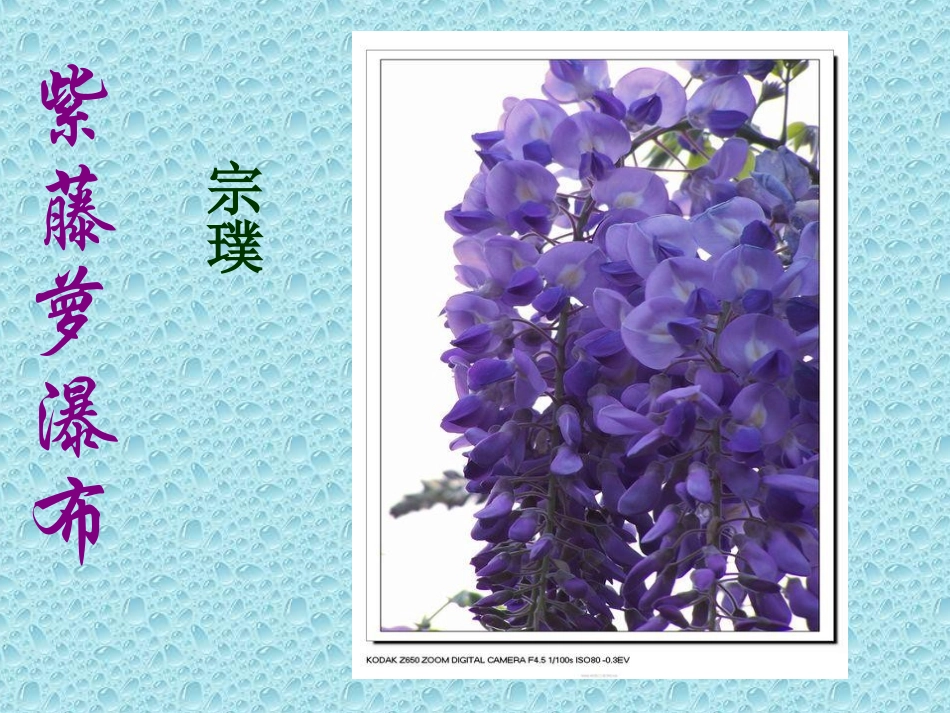 紫藤萝瀑布2_第1页