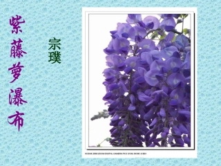 紫藤萝瀑布2