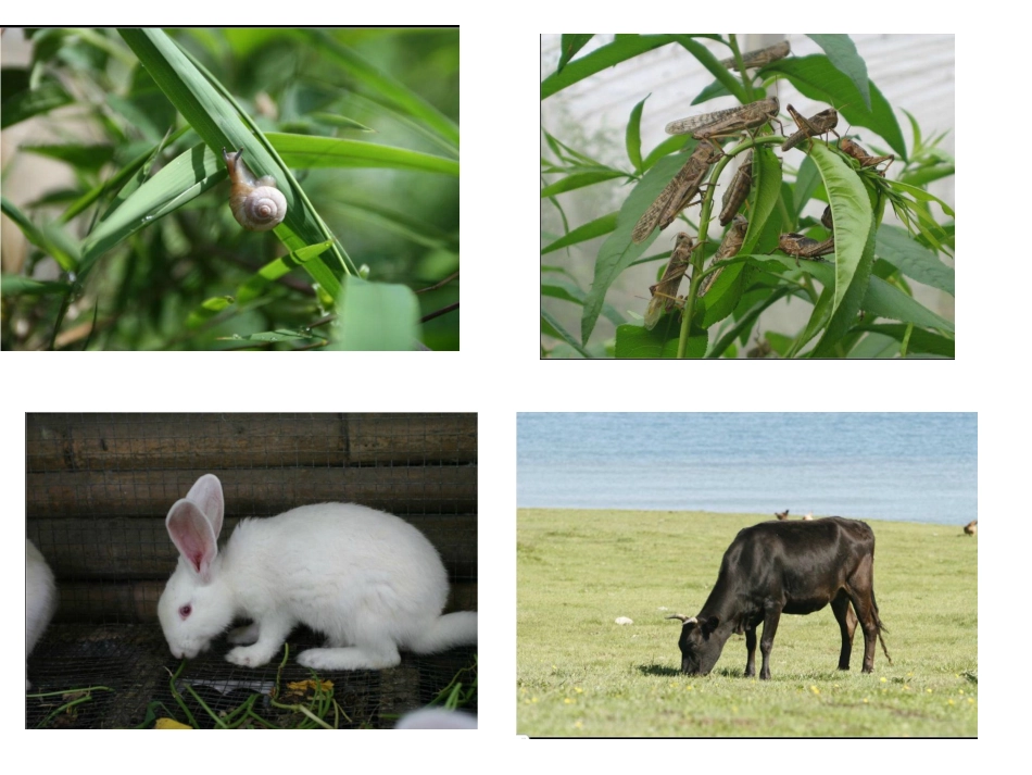 鄂教版五年科学_第2页