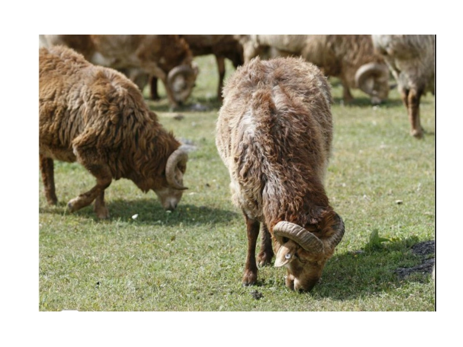 鄂教版五年科学_第3页
