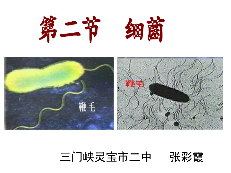人教版八年级生物第2节细菌_第3页