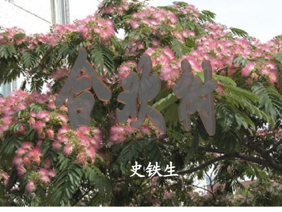合欢树 (2)_第1页