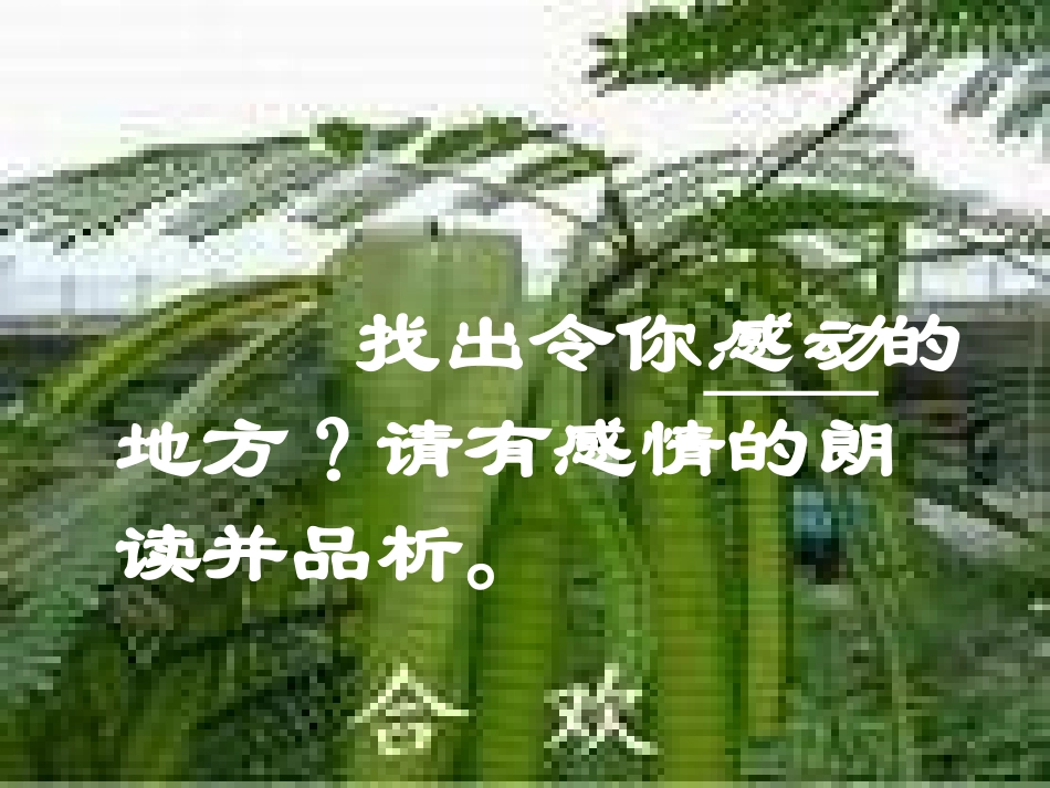 合欢树 (2)_第3页