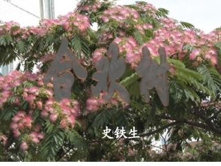 合欢树 (2)