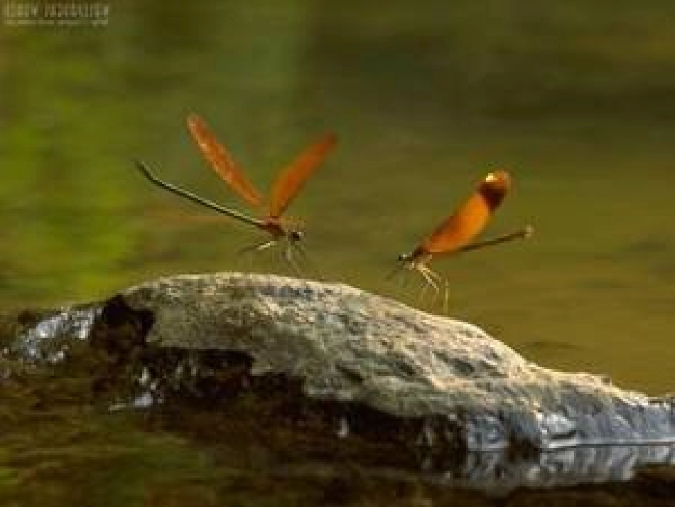 《大自然的语言》教学课件_第3页