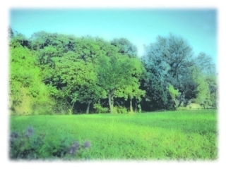 《大自然的语言》教学课件