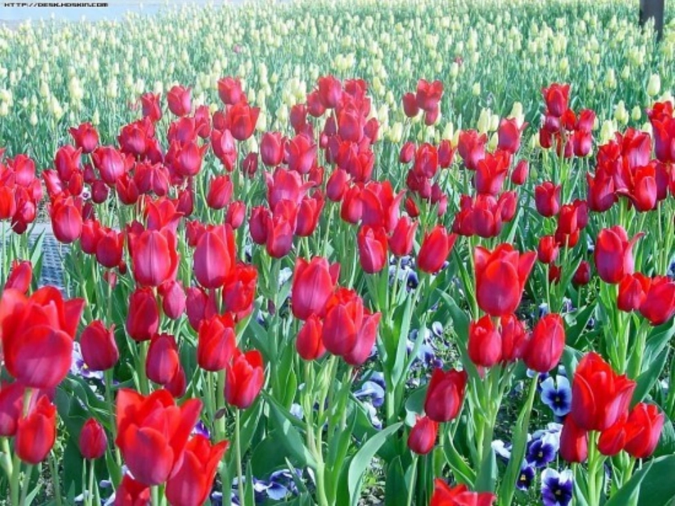 六年级语文上册第四组14鹿和狼的故事第一课时课件_第1页