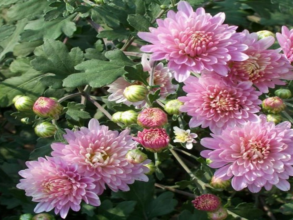 六年级语文上册第四组14鹿和狼的故事第一课时课件_第3页