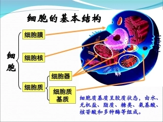 细胞器系统内的分工合作
