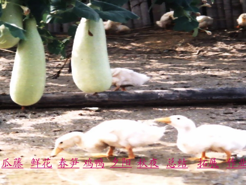 乡下人家 (2)_第3页