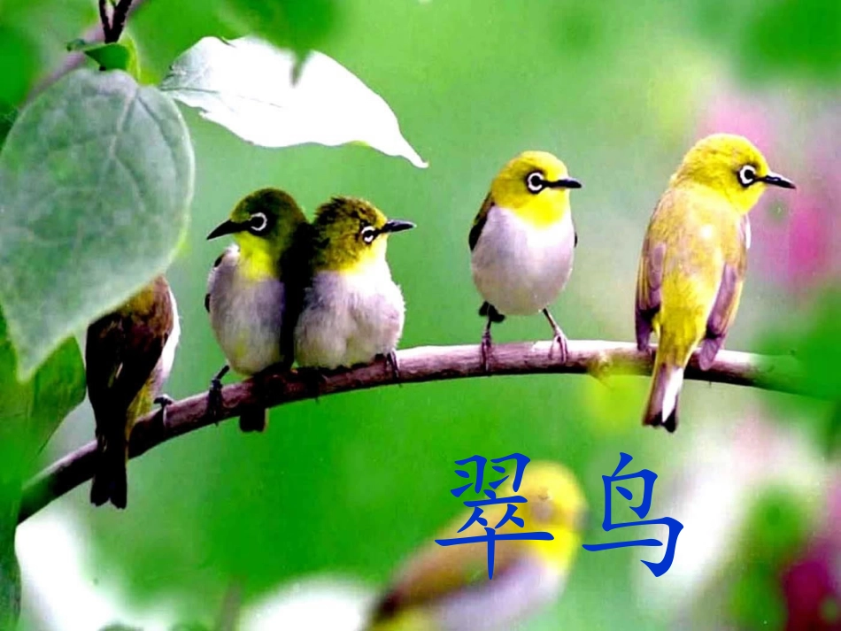 《翠鸟》-副本_第1页