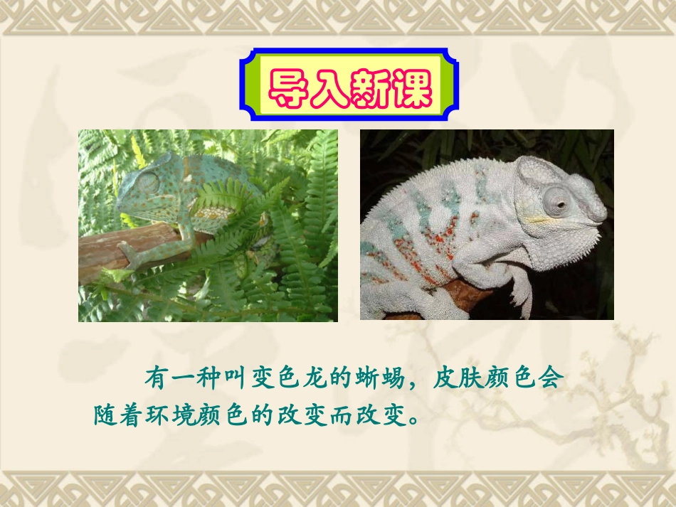 变色龙 (4)_第2页