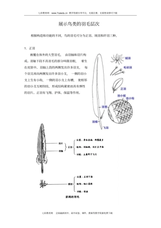 展示鸟类的羽毛层次