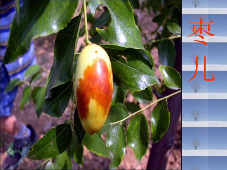 《枣儿》课件1_第1页