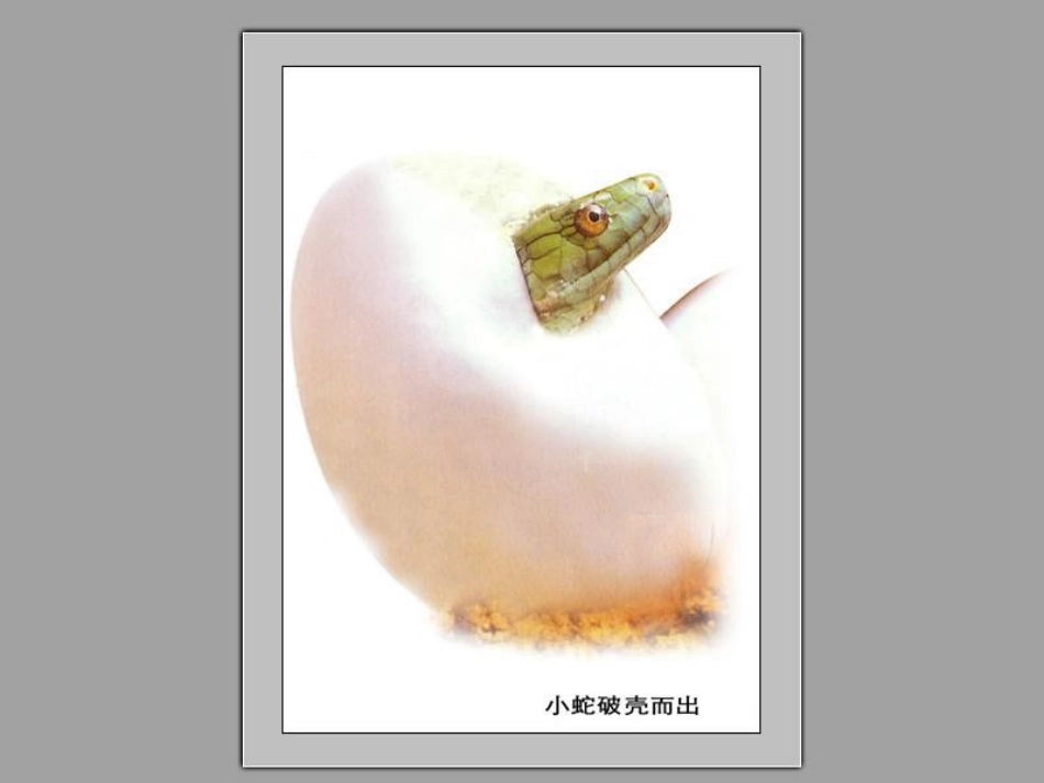 动物的卵课件_第2页