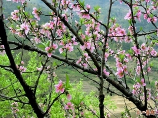 《花的勇气》课件