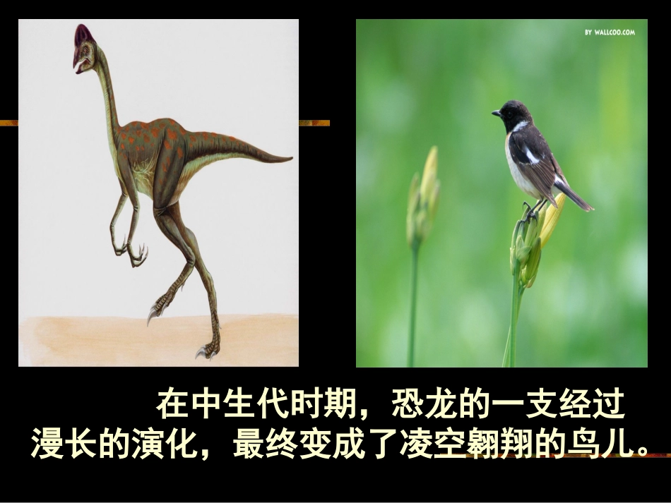 飞向蓝天的恐龙 (4)_第2页