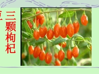 《三颗枸杞豆》课件