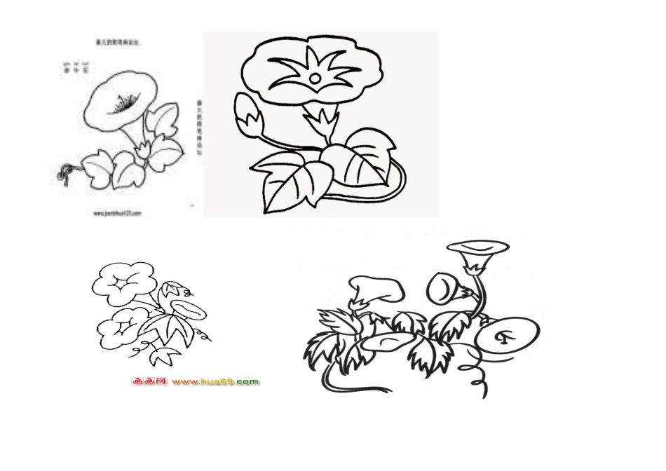牵牛花简笔画_第1页