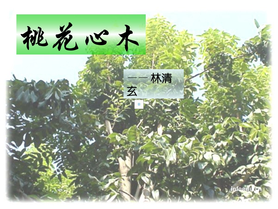 人教版语文六年级下册《桃花心木》课件_第1页