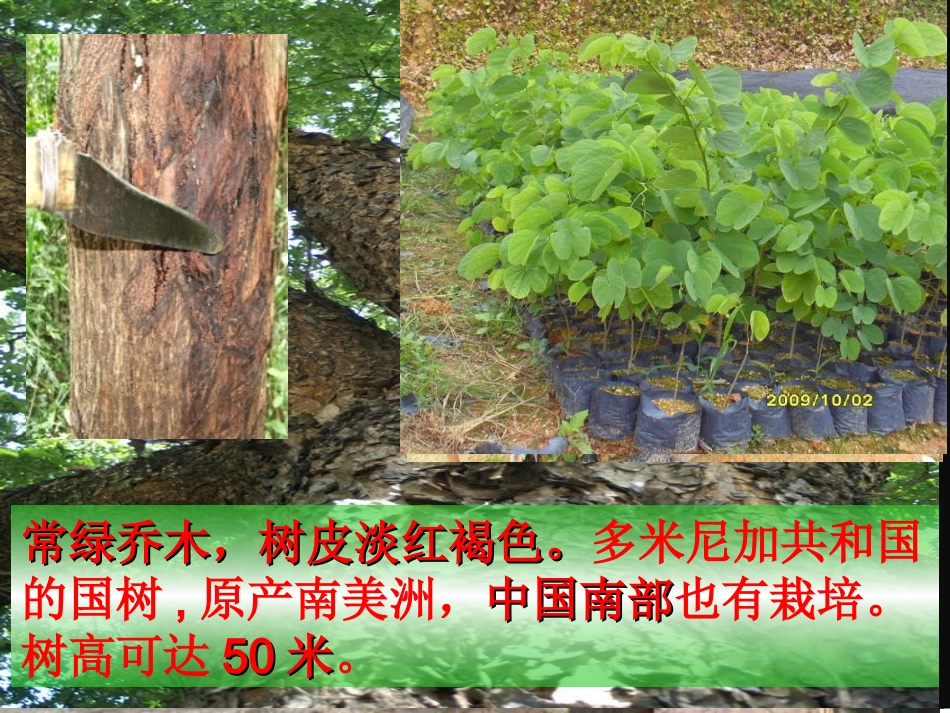 人教版语文六年级下册《桃花心木》课件_第2页