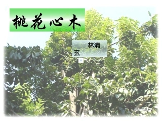人教版语文六年级下册《桃花心木》课件