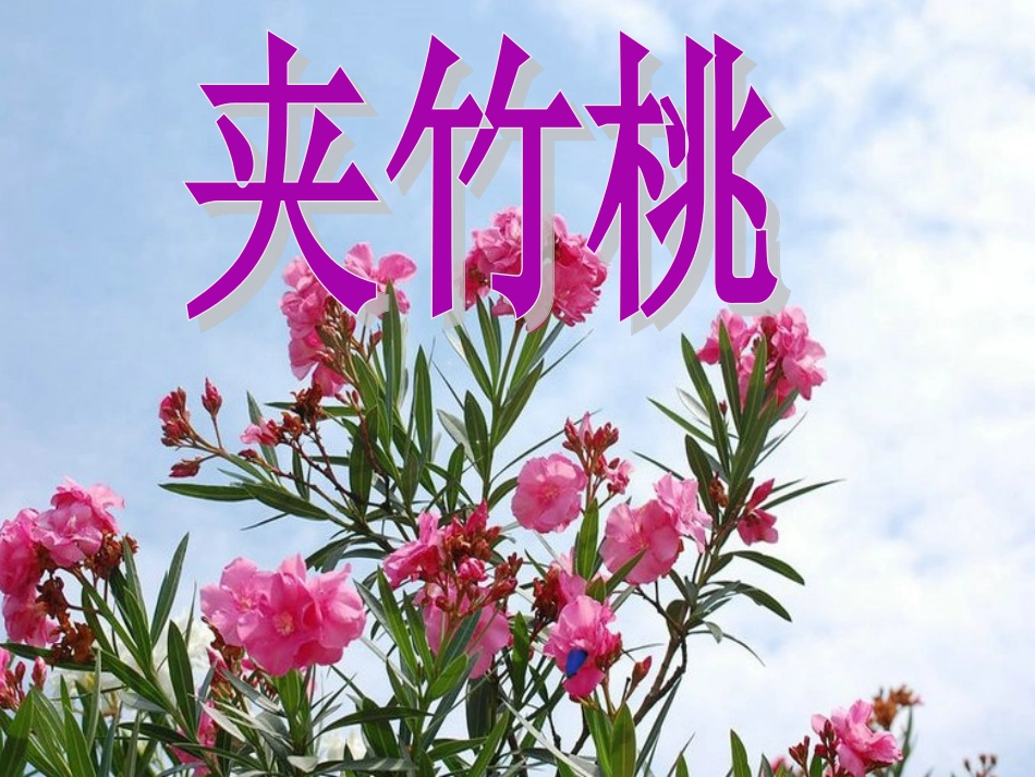 《夹竹桃》演示文稿(新aaaaaaaa）_第1页