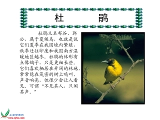《夜莺之歌》PPT演示课件(1)