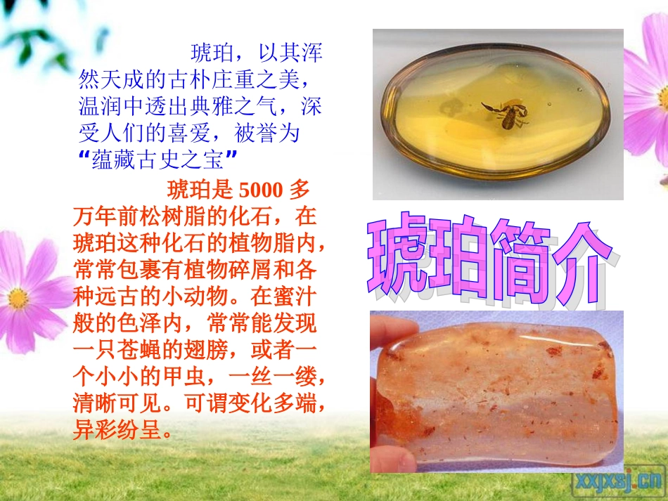 琥珀课件(北师大版语文六年级下册)[1]_第3页