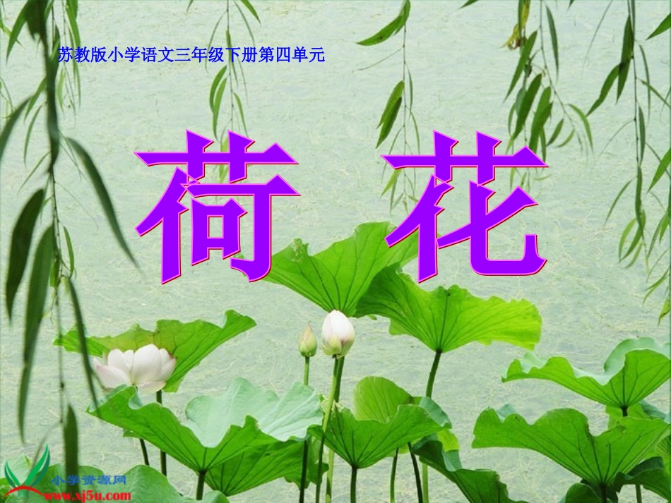 《荷花》PPT之一课件（苏教版三年级语文下册课件）_第2页