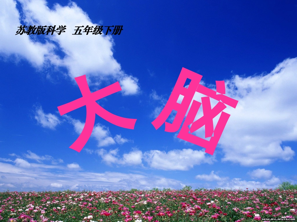 五年级科学下册《大脑》课件_第1页