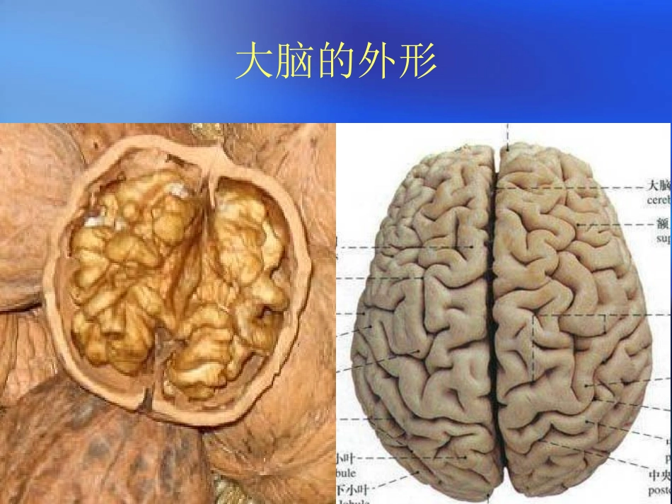 五年级科学下册《大脑》课件_第2页