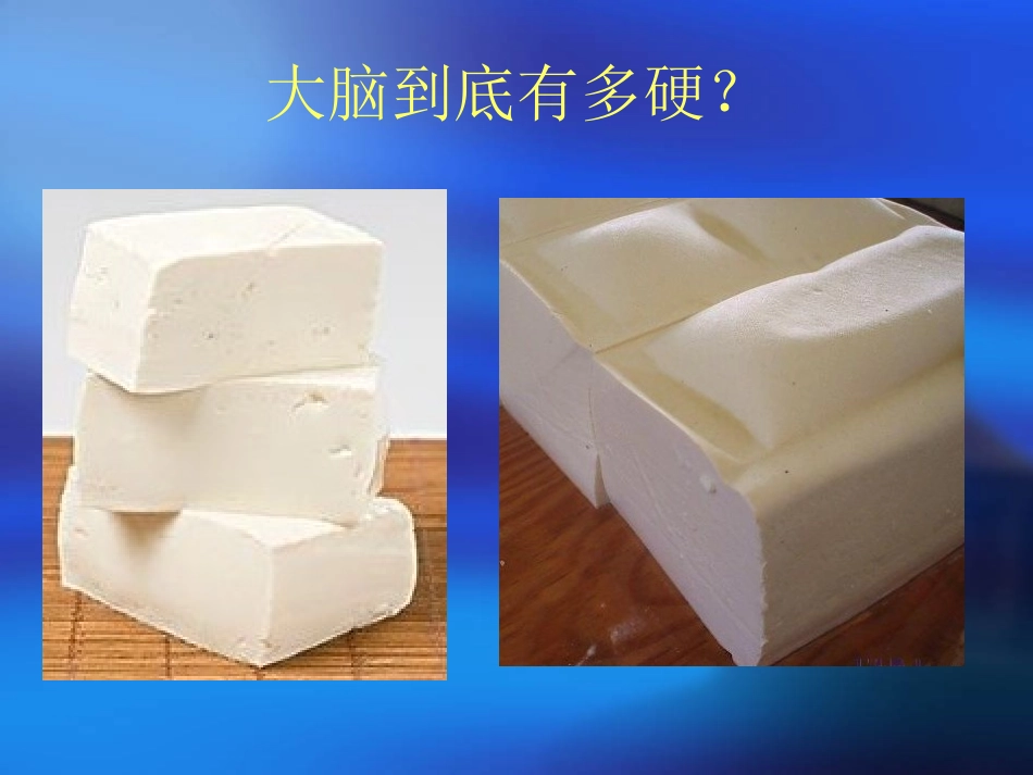 五年级科学下册《大脑》课件_第3页