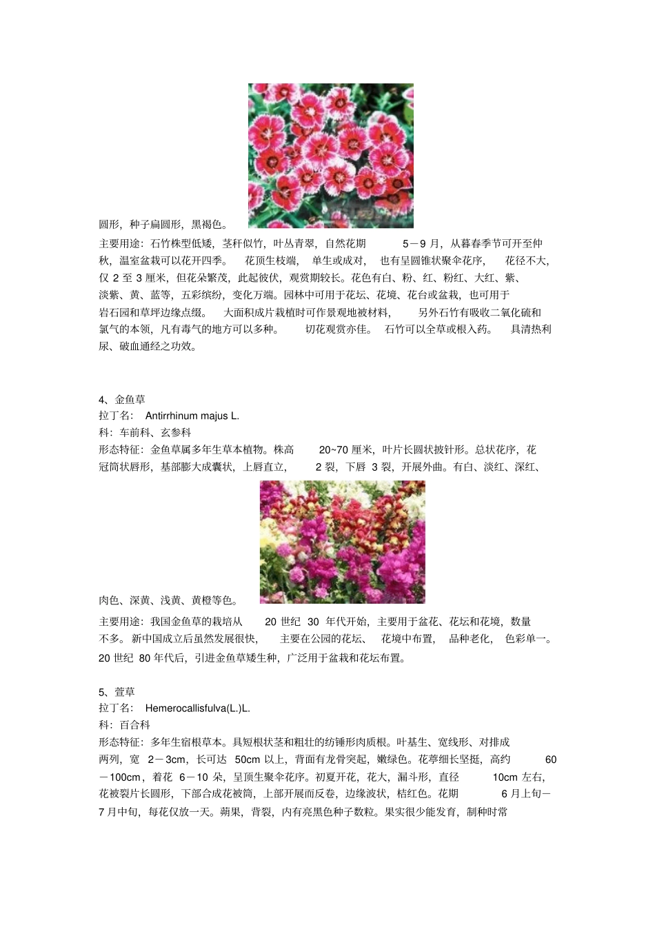 常见露地花卉50种资料_第2页
