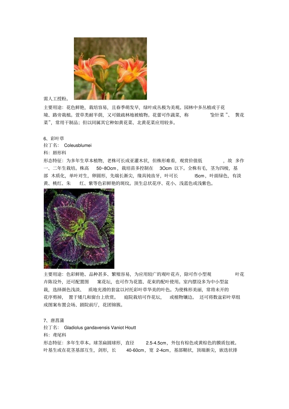 常见露地花卉50种资料_第3页