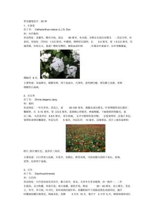 常见露地花卉50种资料