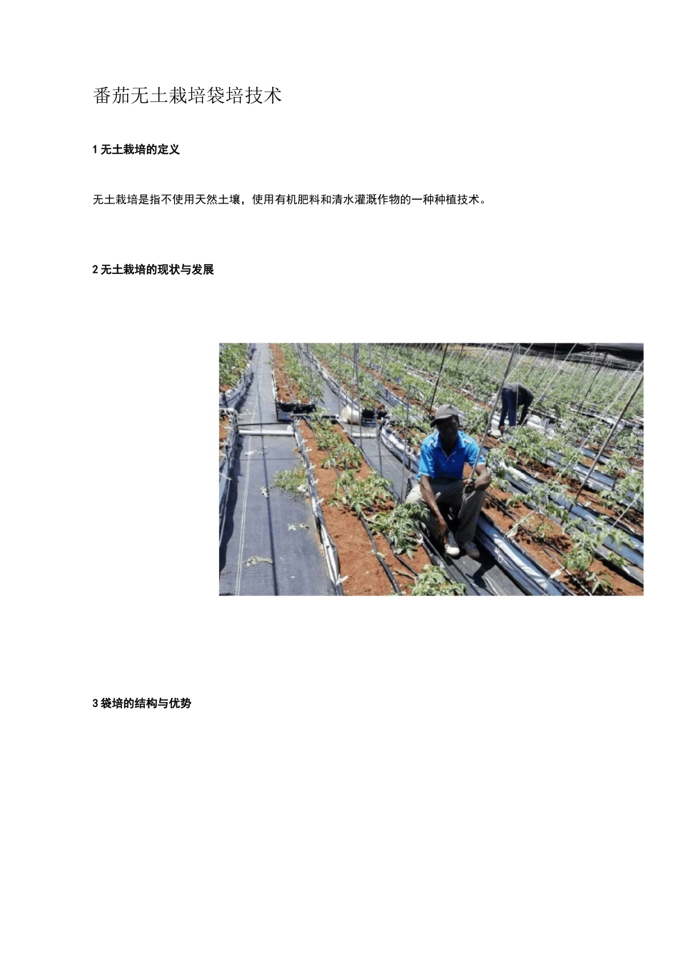 番茄无土栽培袋培技术_第1页