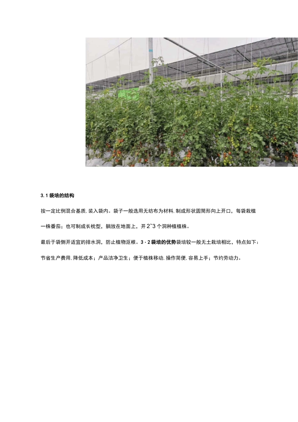 番茄无土栽培袋培技术_第2页