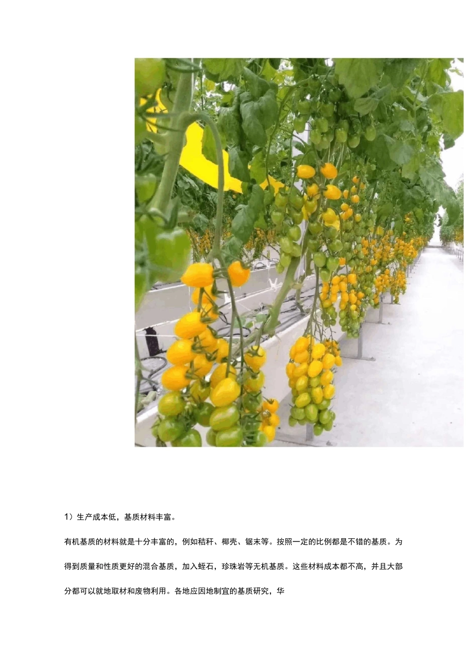 番茄无土栽培袋培技术_第3页