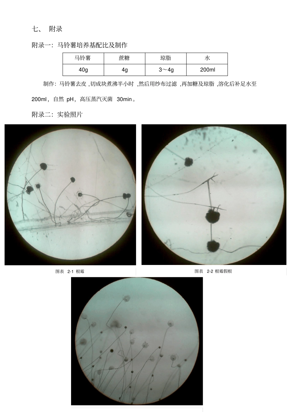 微生物试验-霉菌观察_第3页