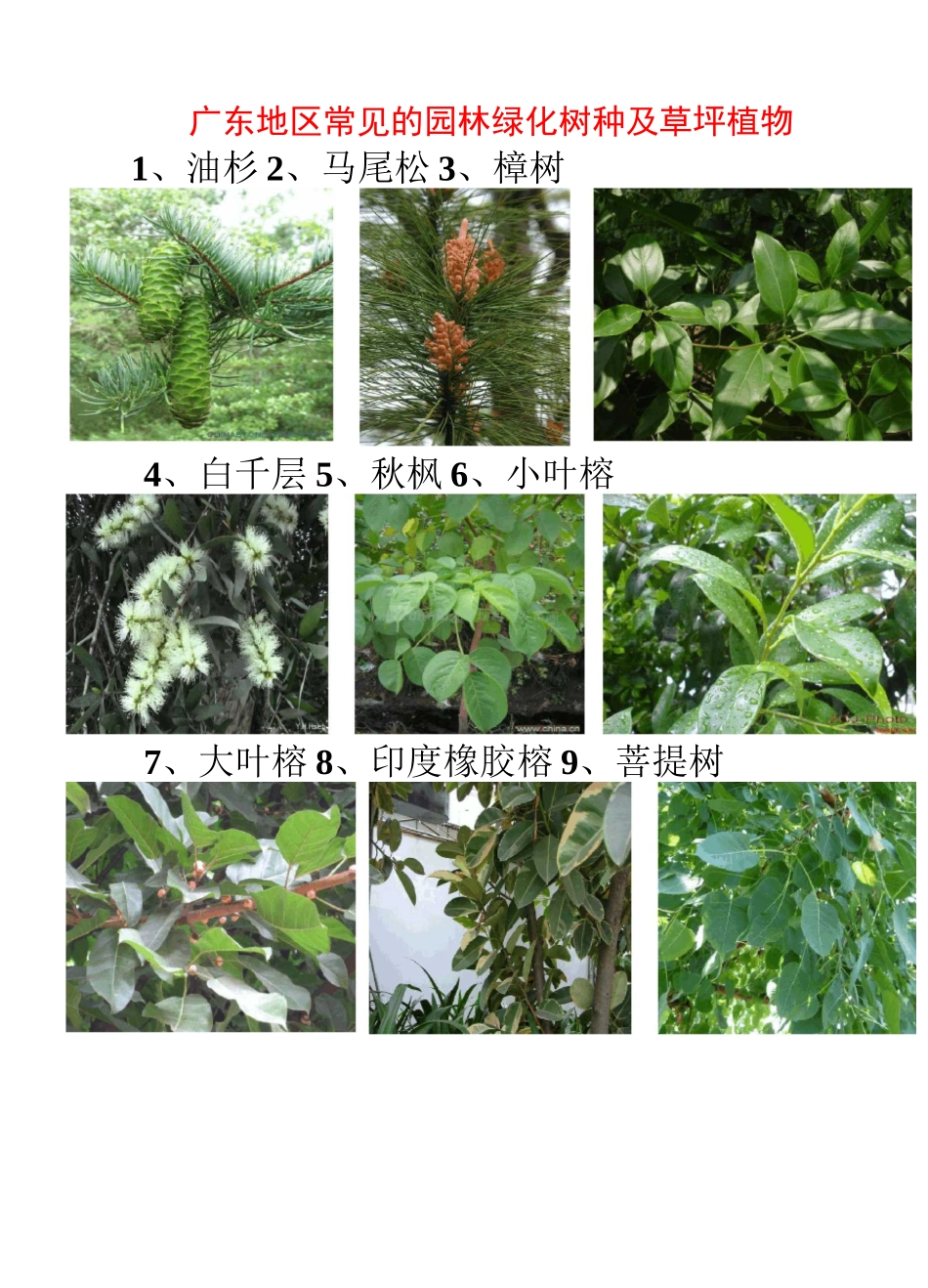 广东地区常见的园林植物74种_第1页
