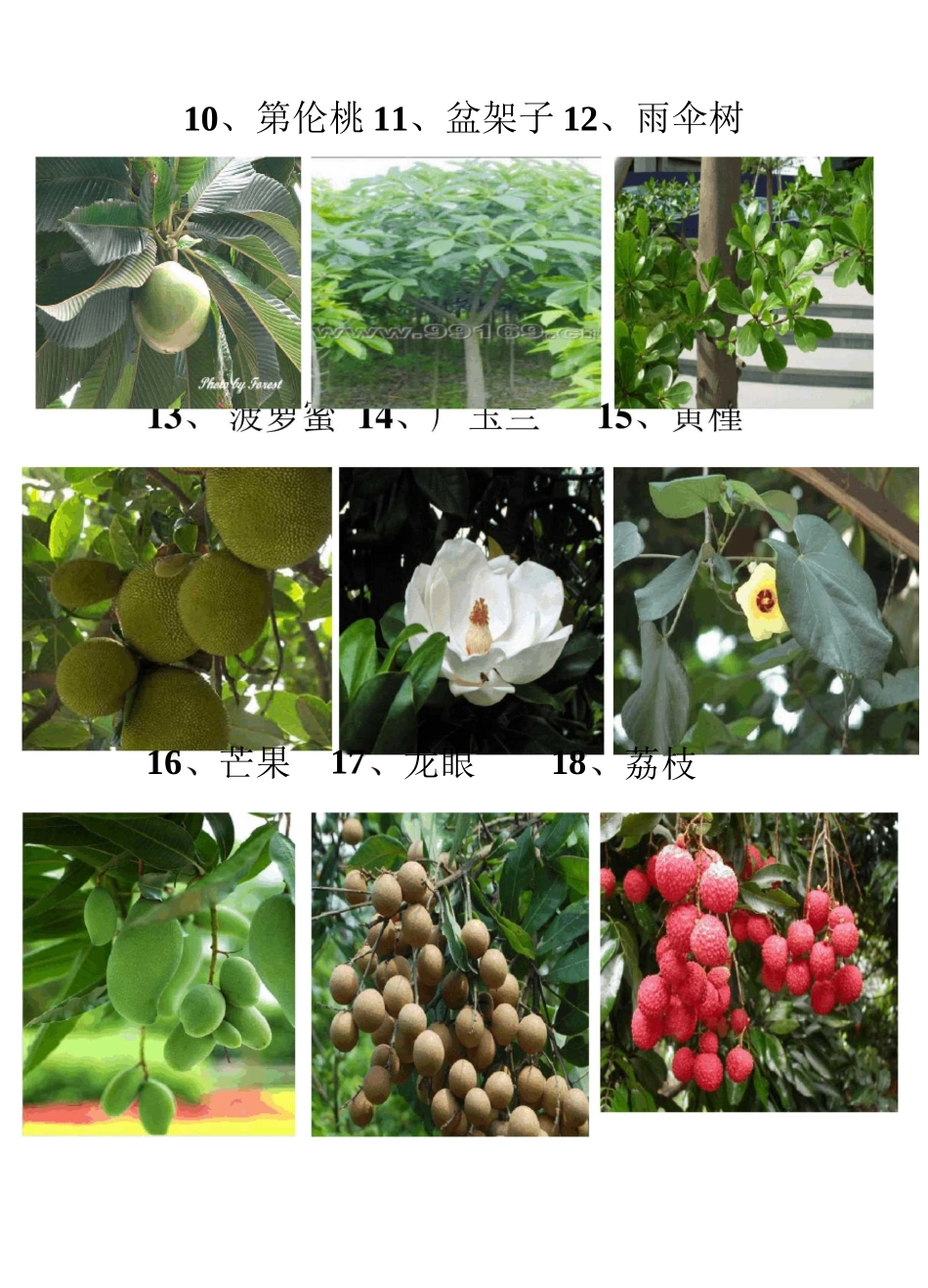 广东地区常见的园林植物74种_第2页