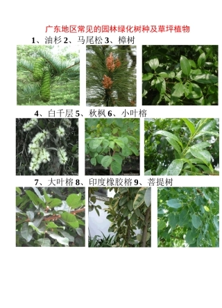 广东地区常见的园林植物74种