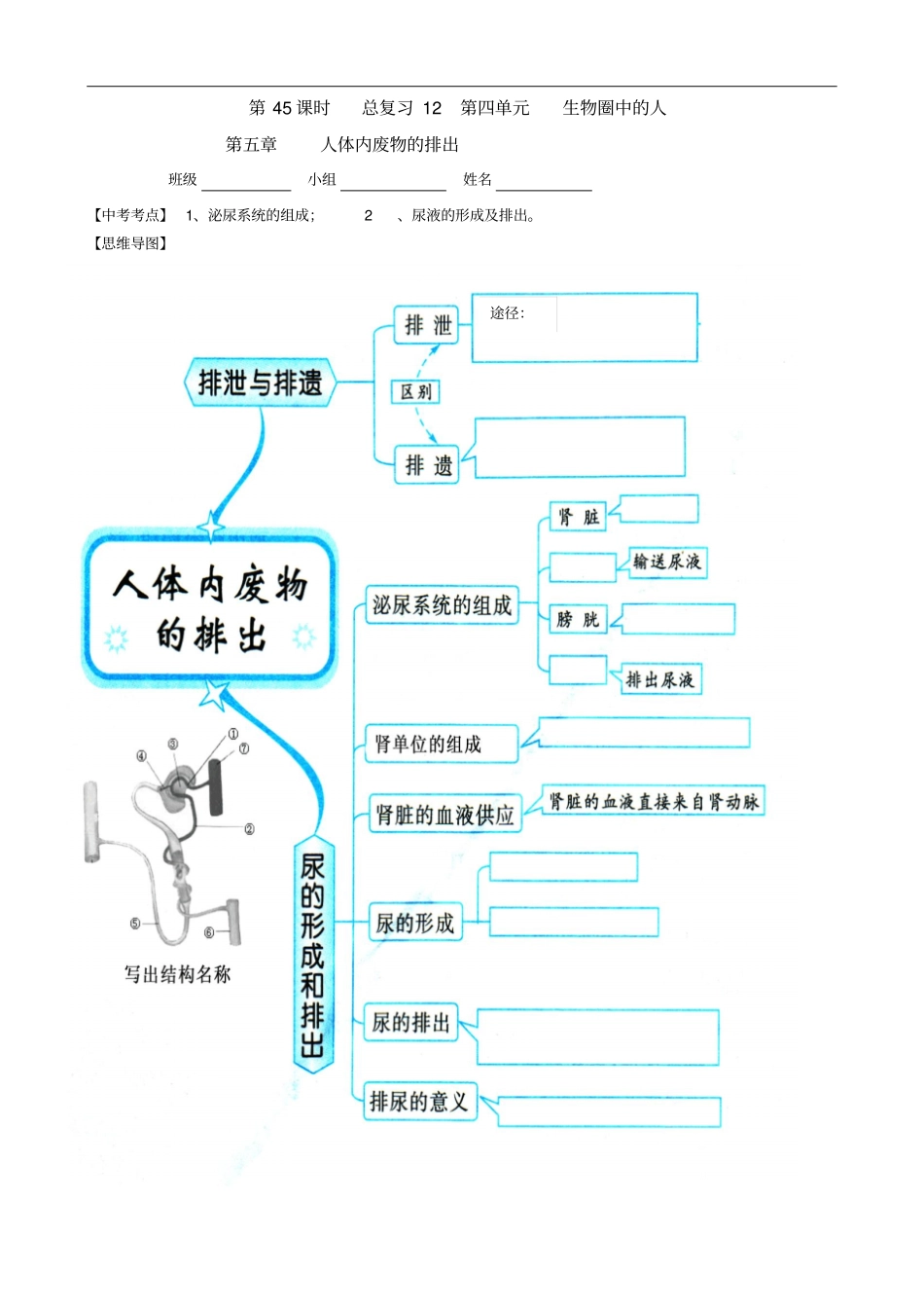 总复习导学案人体内废物的排出_第1页