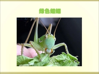 《绿色蝈蝈》参考课件2