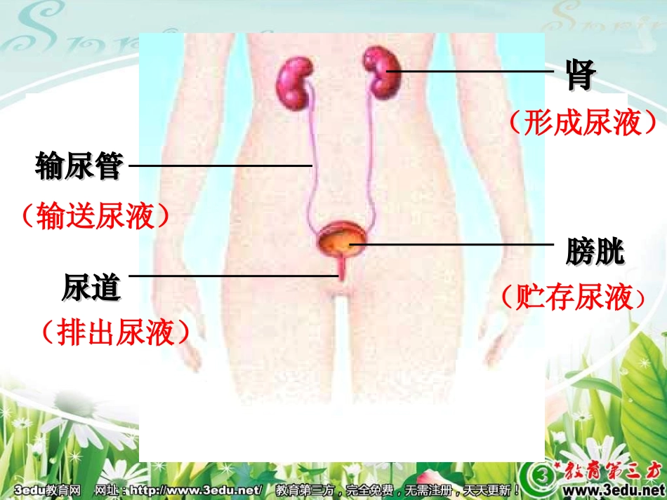 七年级生物人体泌尿系统的组成_第3页