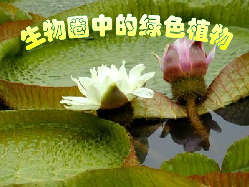 植物种子的萌发定稿_第1页